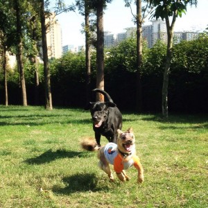 22782361044_15fd60bf96_b