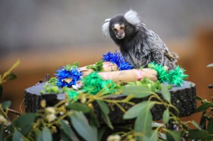 Christmas Woburn Safari Park_-34 copy