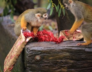 Christmas Woburn Safari Park_-5 copy