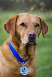 Daisy with the Blue Cross Medal