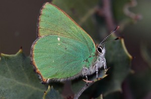 GH Montejaque (Grazalema NR)_1