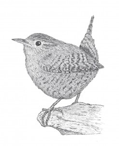 MPMG Jackie Atkinson_Jenny Wren