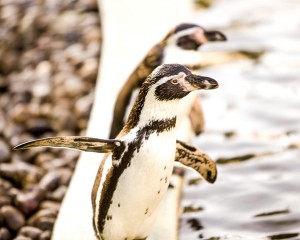 MPMG Penguin Charity Event pic