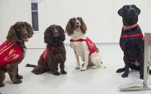 Medical Detection Dogs