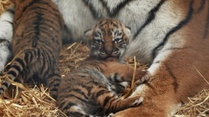 Minerva and cubs Woburn Safari PArk_6 copy