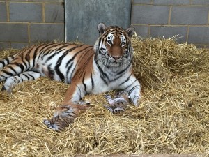 Minerva with cubs Woburn Safari Park_1 copy