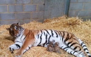 Minerva with cubs Woburn Safari Park_2 copy