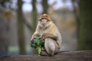 Monkeys  Woburn Safari Park (Dec 2015)-8 copy