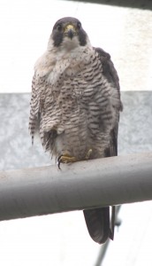 PeregrineStadiumMK5a