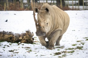 Snow Jan 2016 Woburn Safari Park-61