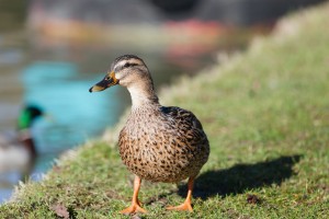 TVP8QVXaZpJJkPgcEjc8ejs79N53HRvv5isUJ6aa0b4