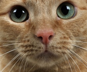 Minnie - Sammy's little girl